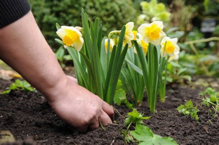 Can You Plant Daffodils In January: A Guide To Winter Daffodil Planting