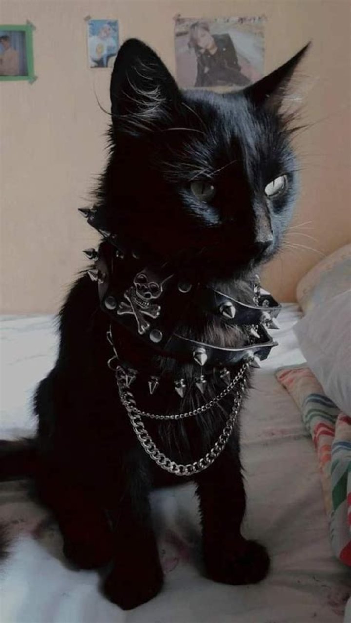 Discover The Ultimate Guide To Little Emo Kittens: A Comprehensive Look At Their Quirks And Charm