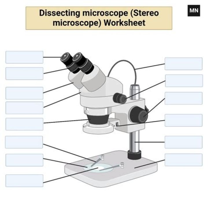 Dissecting Microscopes: The Ultimate Guide For Scientists And Students