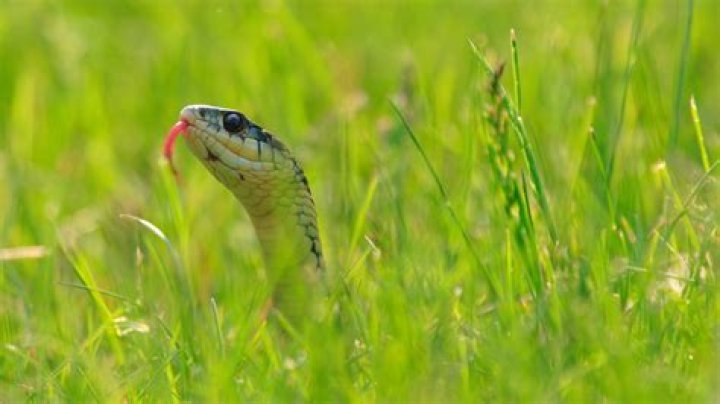 It's Snake Season: "Look Carefully" When Doing This, Experts Caution