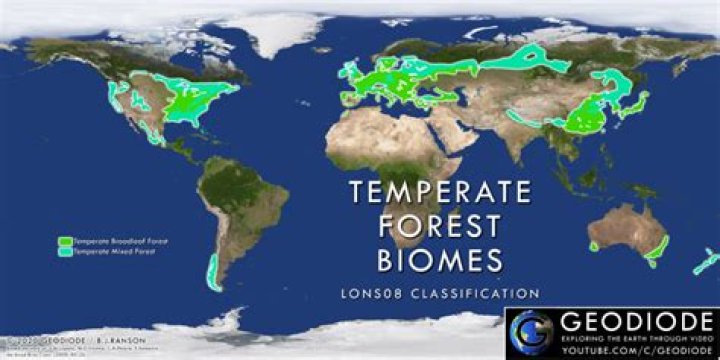 The Climate Of Deciduous Forests: Exploring The Temperate Biomes