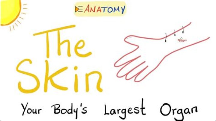 The Skin: The Largest Organ In Your Body