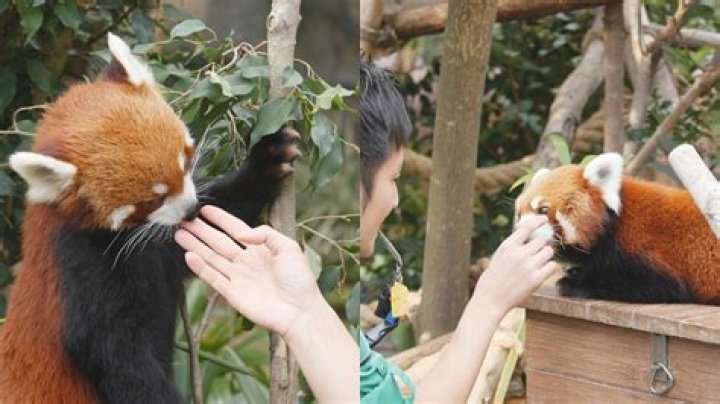 The Ultimate Guide To Domesticated Red Pandas: Care, Training, And More