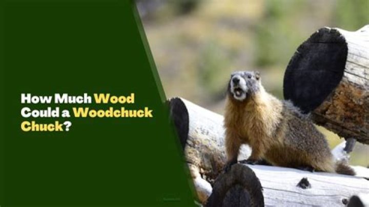The Ultimate Guide To The Woodchuck's Wood-Chucking Potential