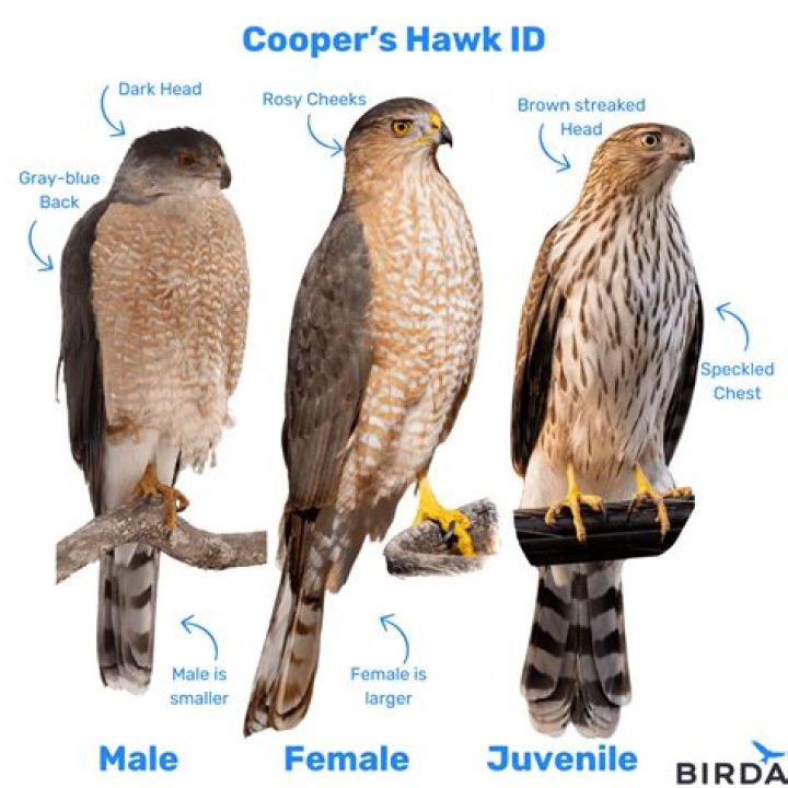 Ultimate Guide: Monitor SERPs Like A Hawk With Effective Tools