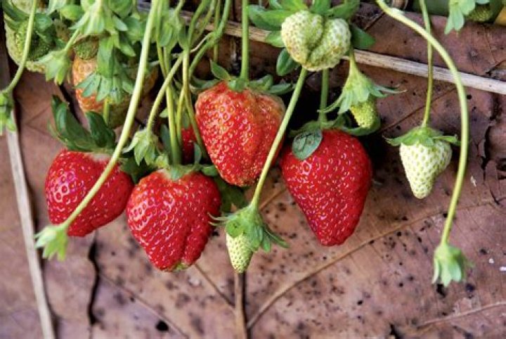 Why Are They Really Called Strawberries? Unveiling The Surprising Origin